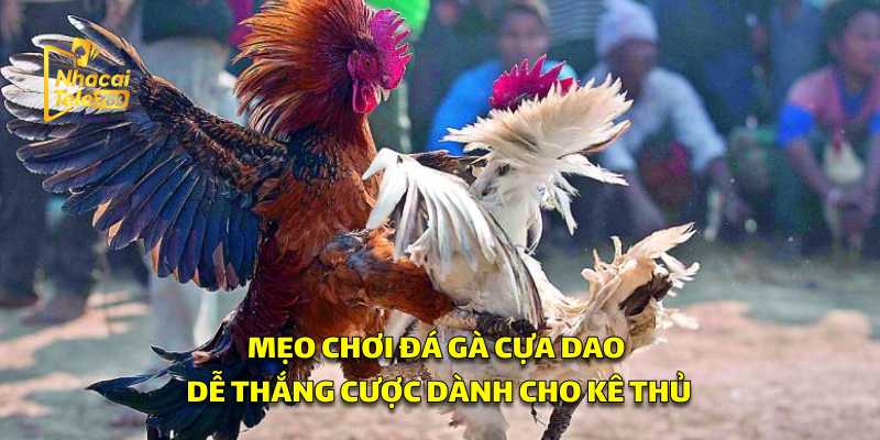 Mẹo Chơi Đá Gà Cựa Dao Dễ Thắng Cược 