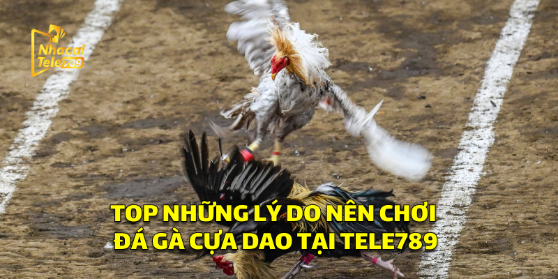Top Những Lý Do Nên Chơi Đá Gà Cựa Dao Tại Tele789