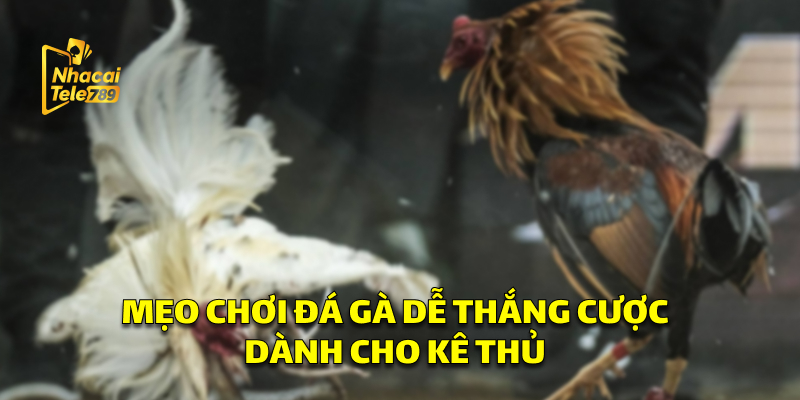 Top Những Mẹo Chơi Đá Gà Dễ Thắng 
