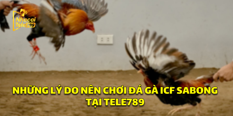 Những Lý Do Nên Chơi Đá Gà ICF SABONG Tại Tele789