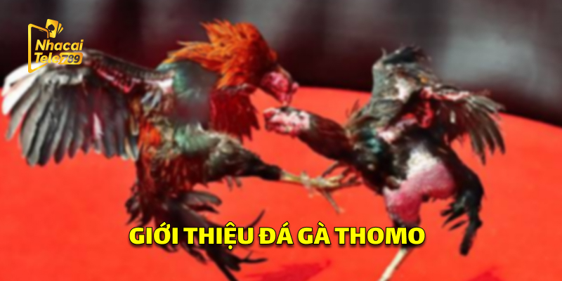 Đá Gà Thomo - Bí Quyết Chơi Online Hiệu Quả Tại Tele789 1 Giới Thiệu Đá Gà Thomo
